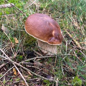 Unknown Species