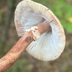 Perlpilz