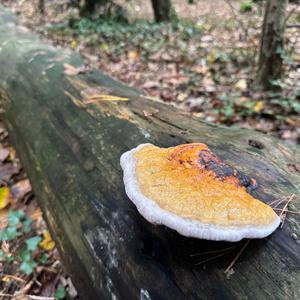 Unknown Species
