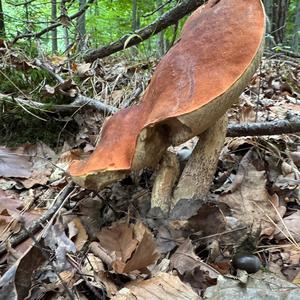 Red-capped Scaber Stalk