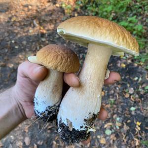 Summer Bolete