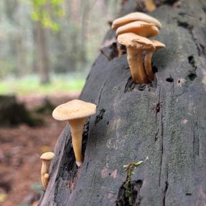 Unknown Species