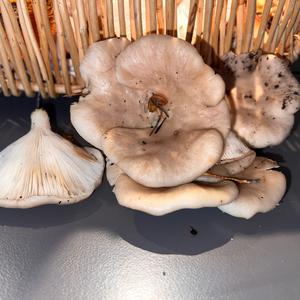 Lungenseitling