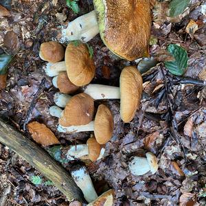Summer Bolete