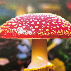 Fliegenpilz