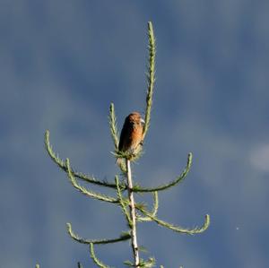 Red Crossbill