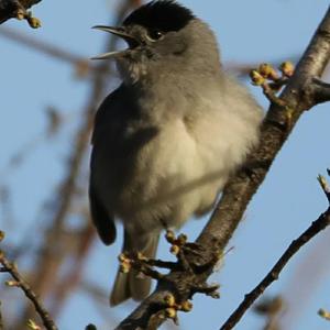 Blackcap