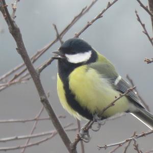 Great Tit