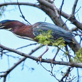 Green Heron