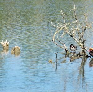 Red-crested Pochard