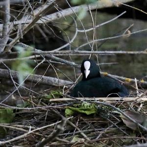 Common Coot