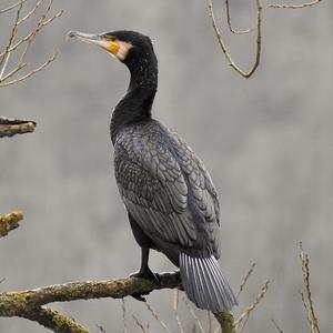 Great Cormorant