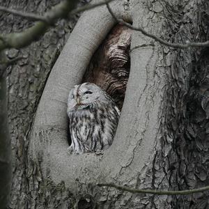 Tawny Owl