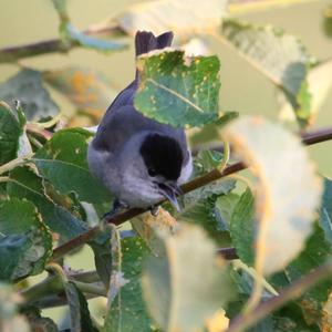 Blackcap