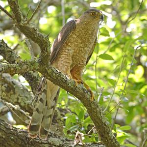 Cooper's Hawk