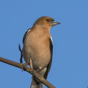 Eurasian Chaffinch