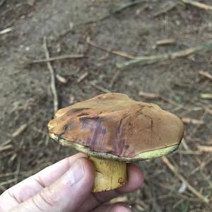 Bay Bolete