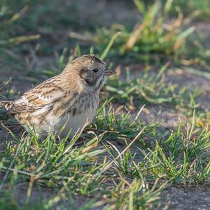 Lapland Longspur