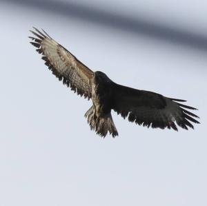 Common Buzzard