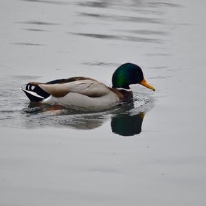 Mallard