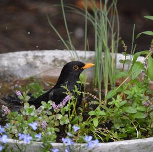 Eurasian Blackbird