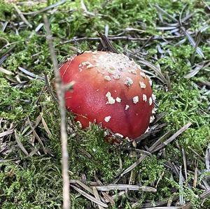 Fly Agaric