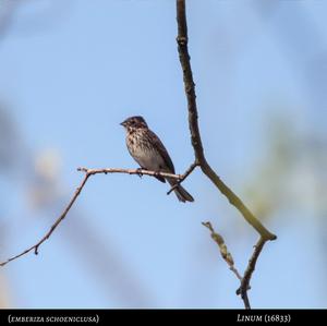 Reed Bunting