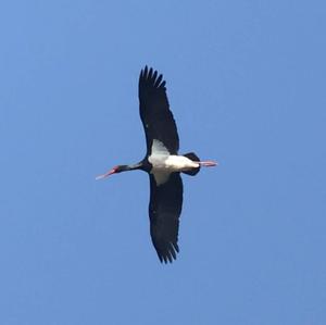 Black Stork