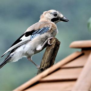 Eurasian Jay