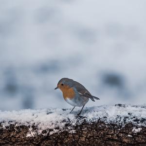 European Robin