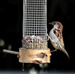 House Sparrow