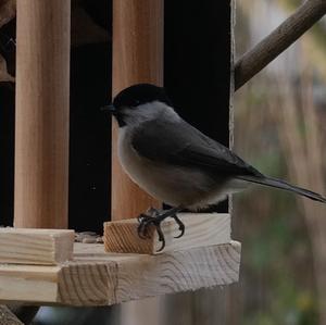 Marsh Tit