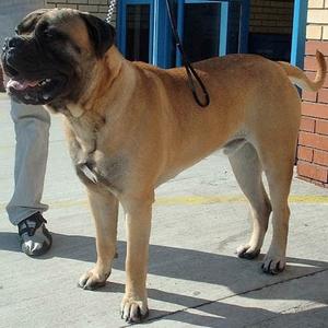 Unknown Breed