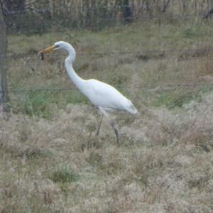 Great Egret