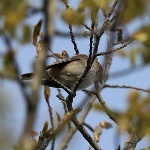 Garden Warbler