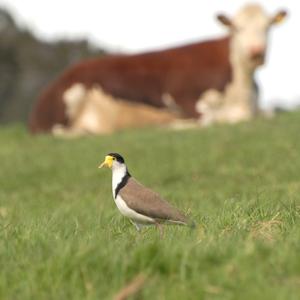 Northern Lapwing