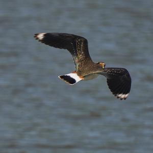 Northern Lapwing