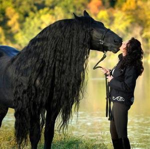 Friesian