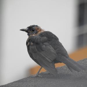 Eurasian Blackbird