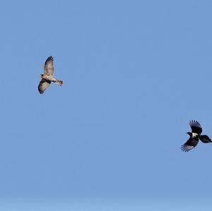 Eurasian Sparrowhawk