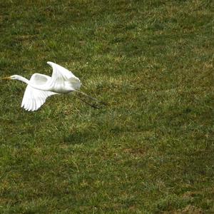 Great Egret