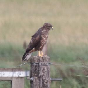 Common Buzzard