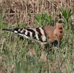 Eurasian Hoopoe