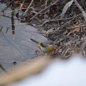 Grey Wagtail