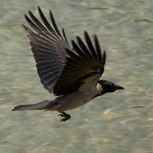 Hooded Crow