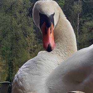 Mute Swan