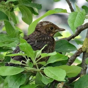 Eurasian Blackbird