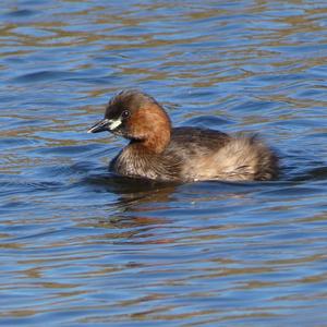 Little Grebe