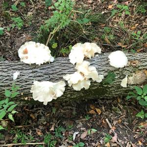 Oyster Mushroom