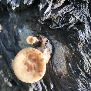 Dryad`s Saddle